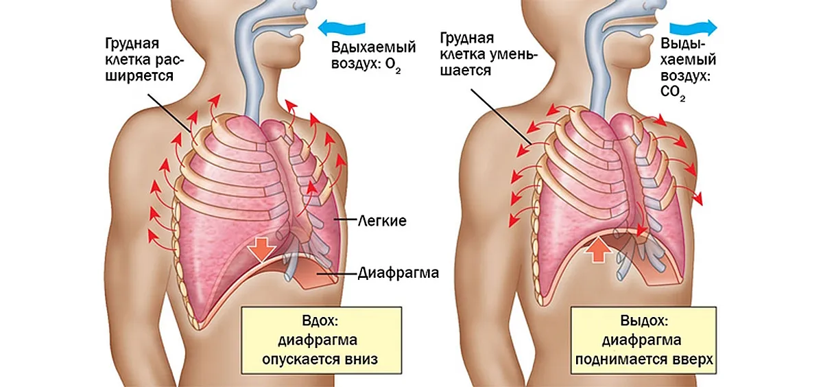 Дыхание человека